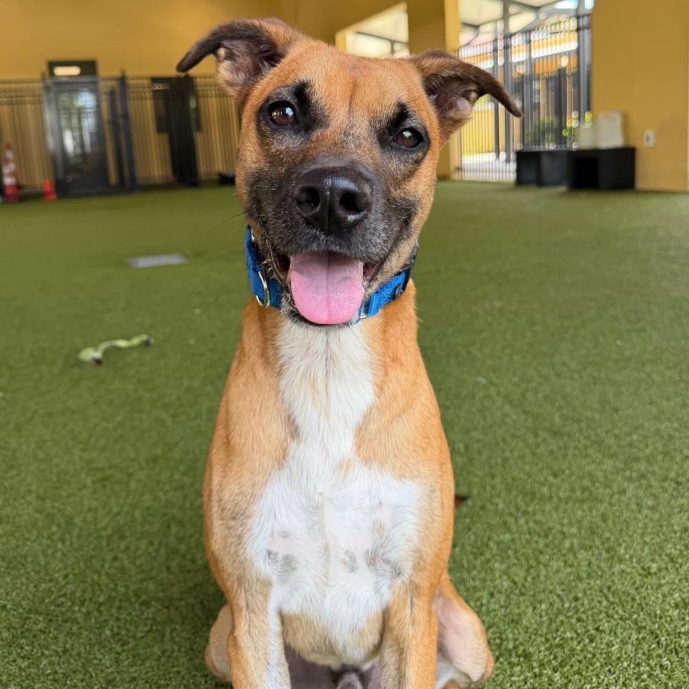Enlarge Dale, a Adoptable mixed breed in West Palm Beach, FL image 4/6