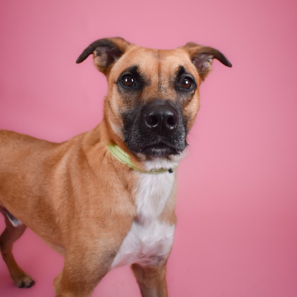 Enlarge Dale, a Adoptable mixed breed in West Palm Beach, FL image 4/6