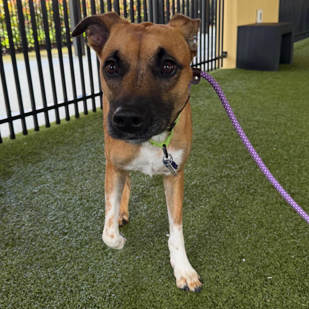 Enlarge Dale, a Adoptable mixed breed in West Palm Beach, FL image 5/6