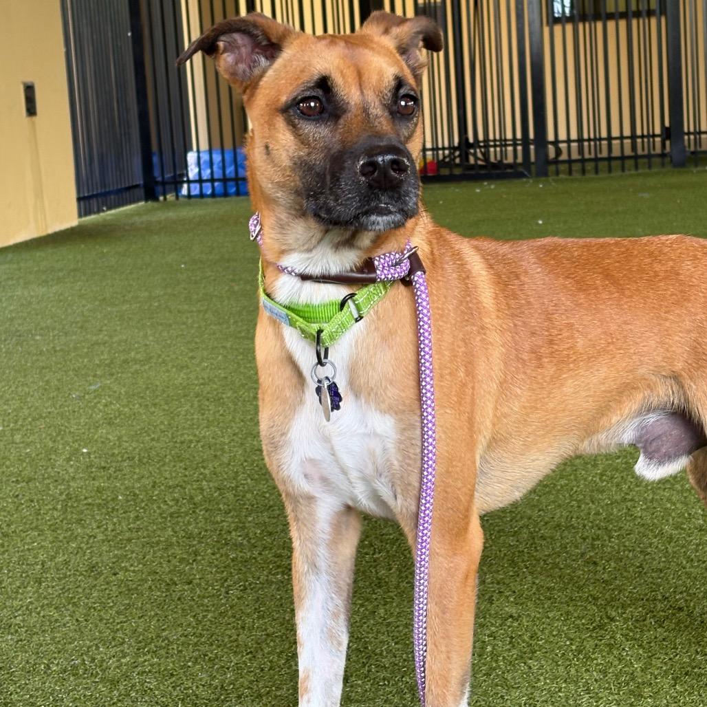 Enlarge Dale, a Adoptable mixed breed in West Palm Beach, FL image 6/6