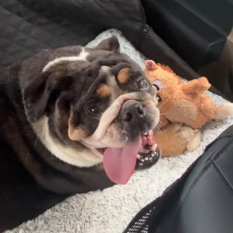 Enlarge Reesie, a Adoptable English Bulldog in Huber Heights, OH image 2/3