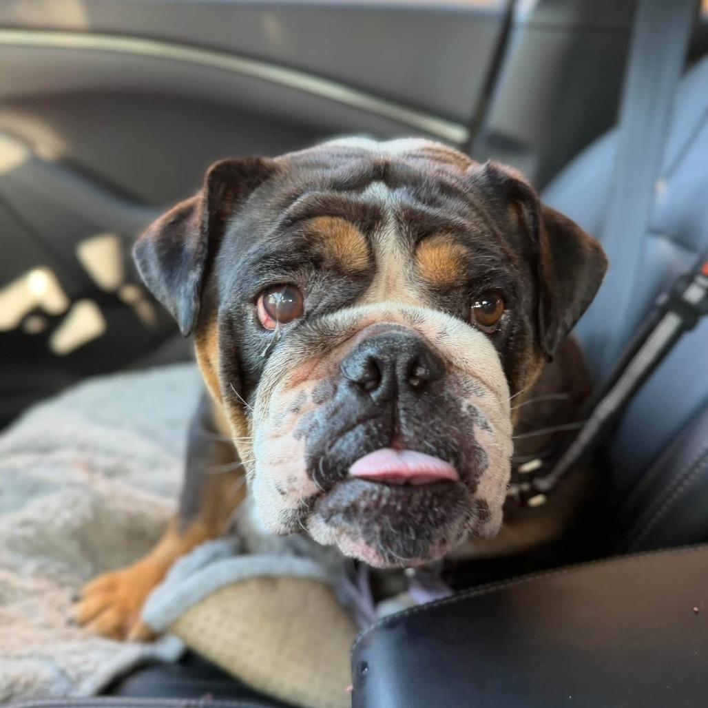 Enlarge Reesie, a Adoptable English Bulldog in Huber Heights, OH image 3/3
