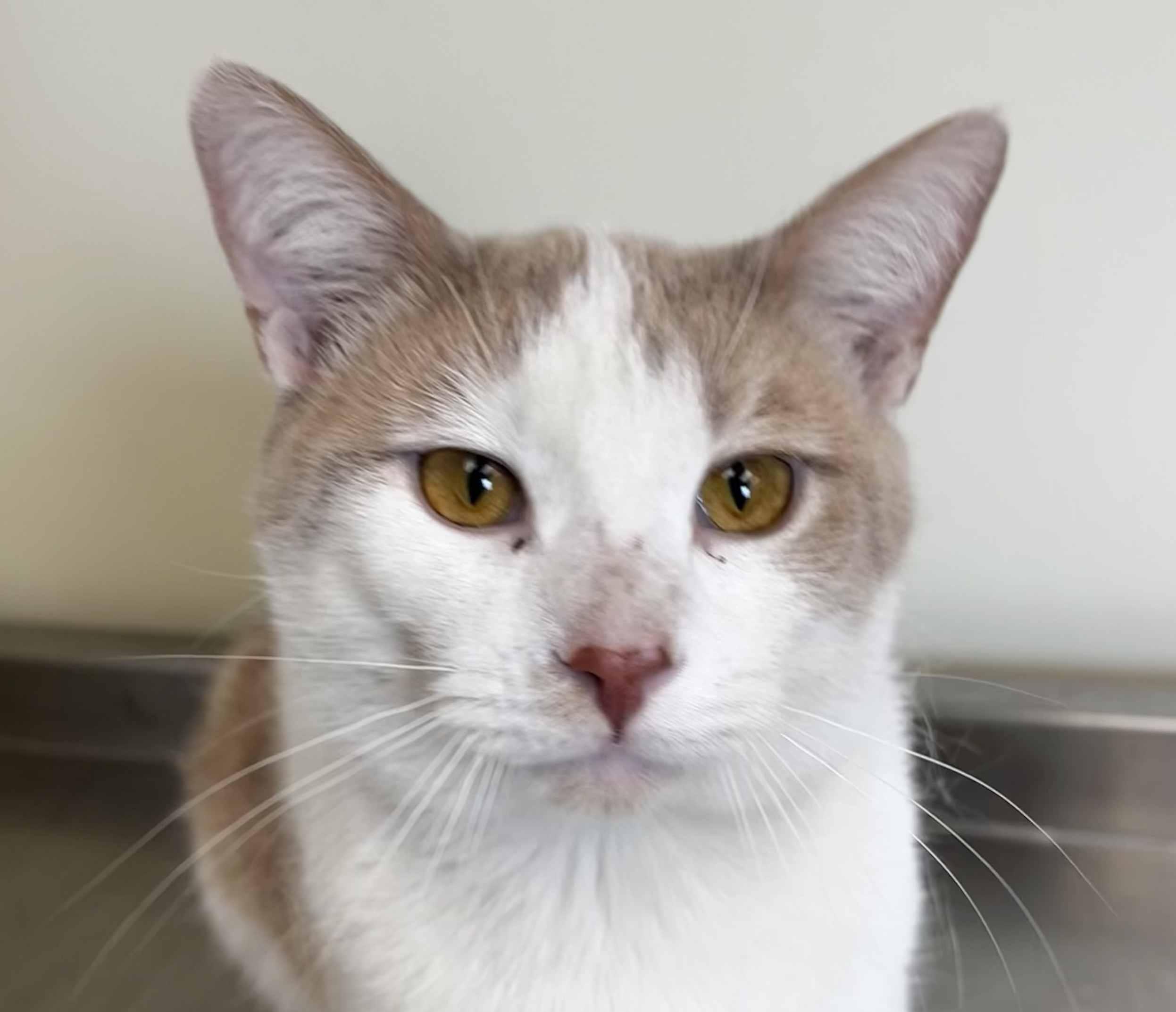 Enlarge Kringle, a ADOPTABLE Domestic Short Hair in New Castle, IN image 1/1