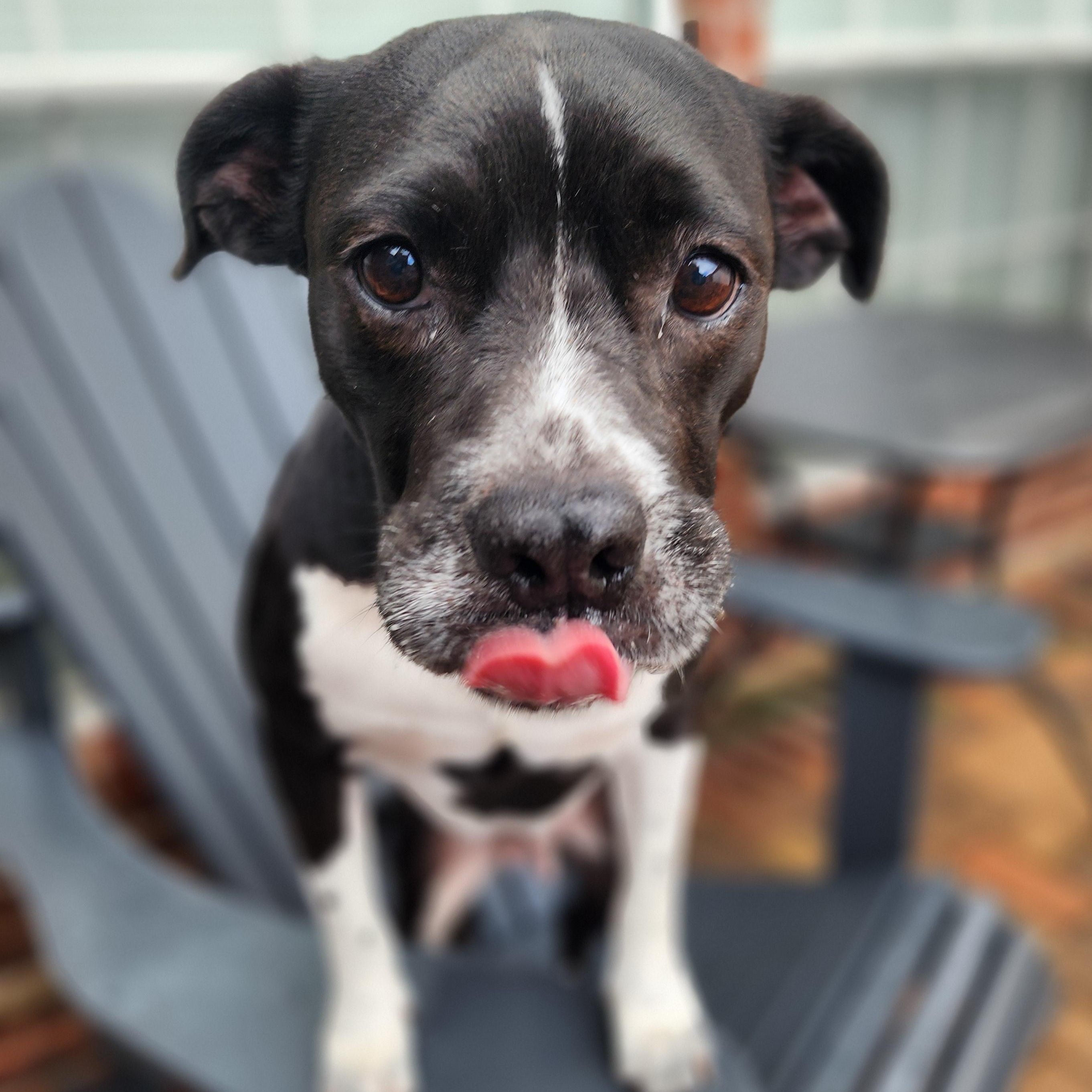 LuLu, Adoptable, Adult Female American Staffordshire Terrier & Pit Bull Terrier.