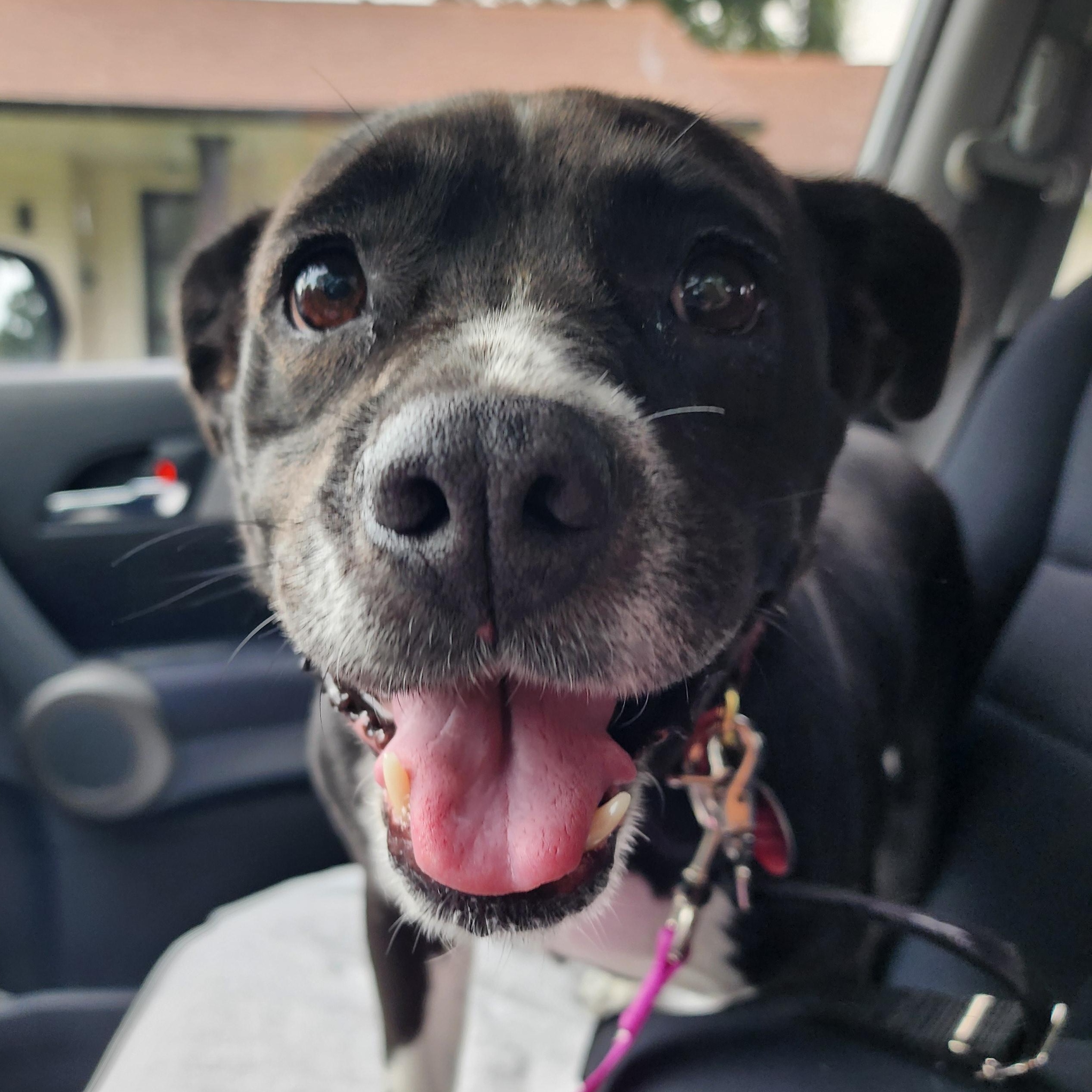 LuLu, a Adoptable mixed breed in Houston, TX image 2/6