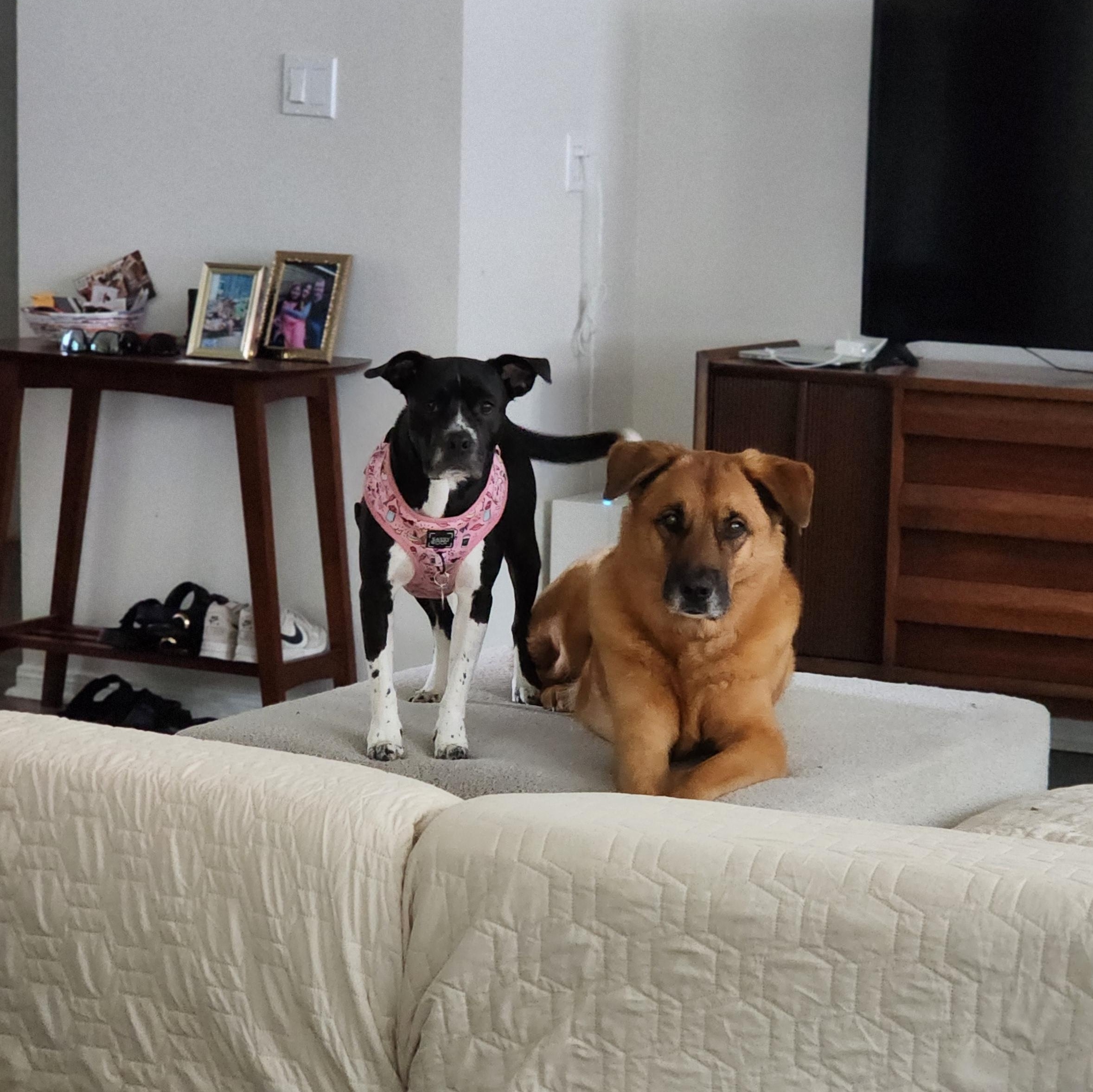 LuLu, a Adoptable mixed breed in Houston, TX image 3/6