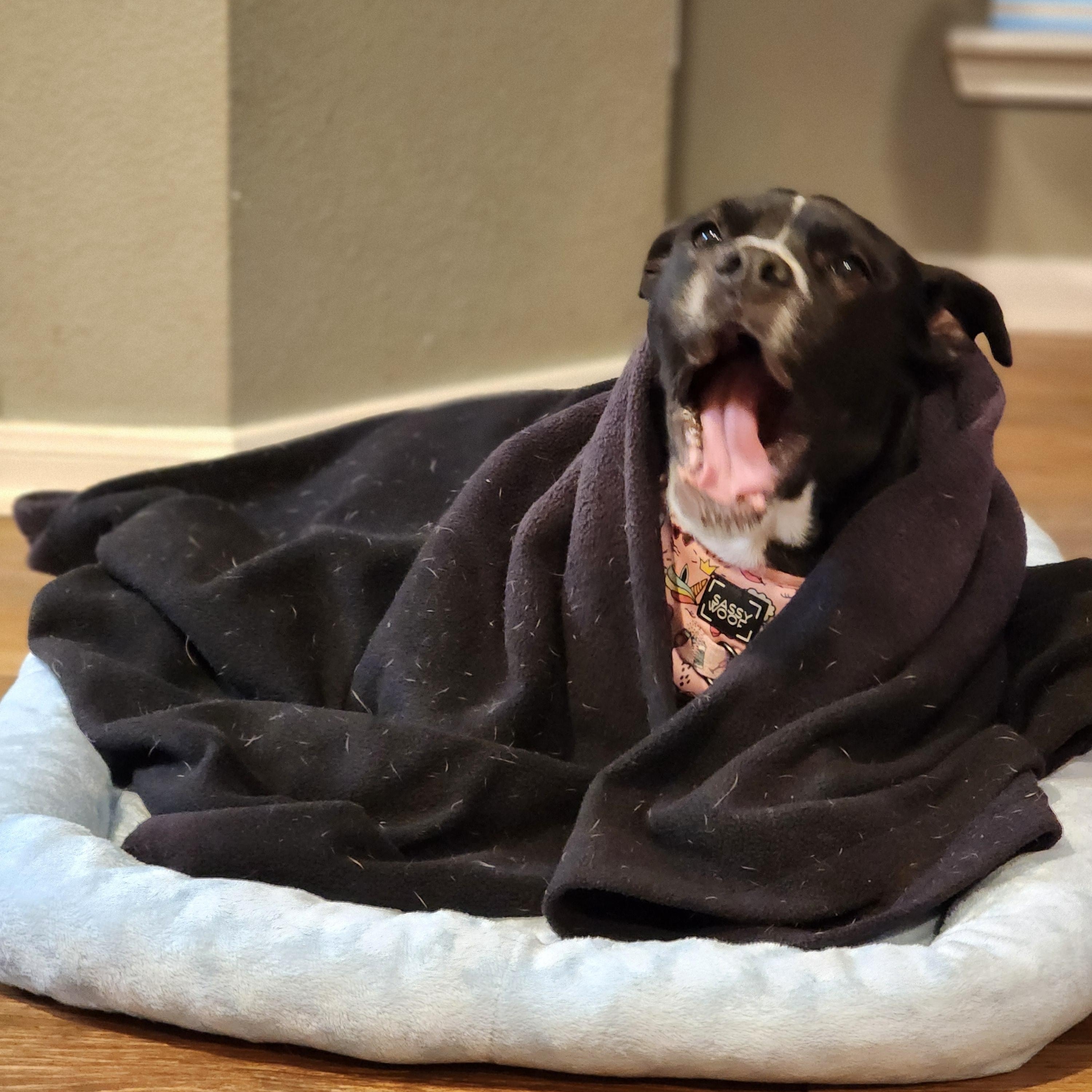 LuLu, a Adoptable mixed breed in Houston, TX image 4/6