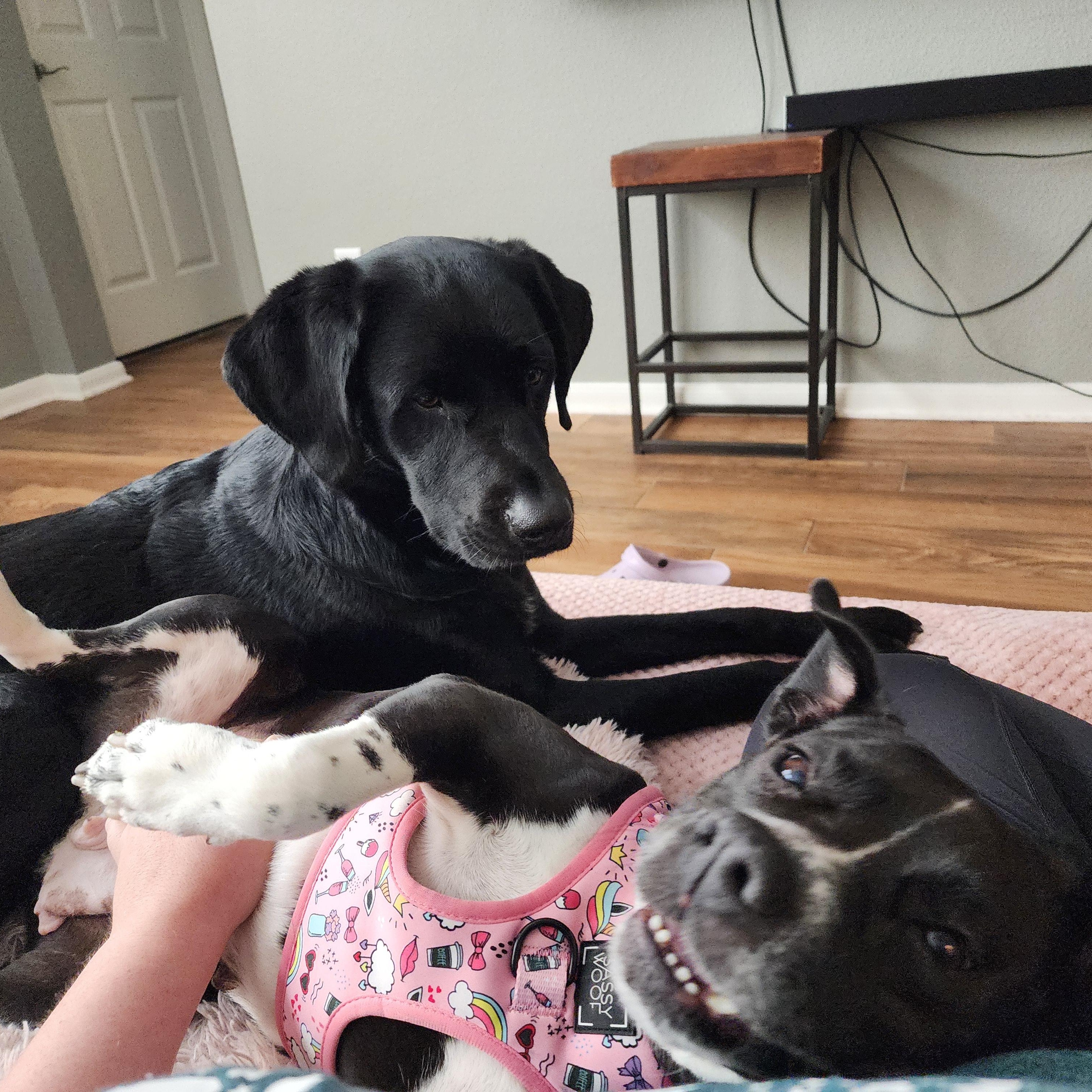 LuLu, a Adoptable mixed breed in Houston, TX image 6/6