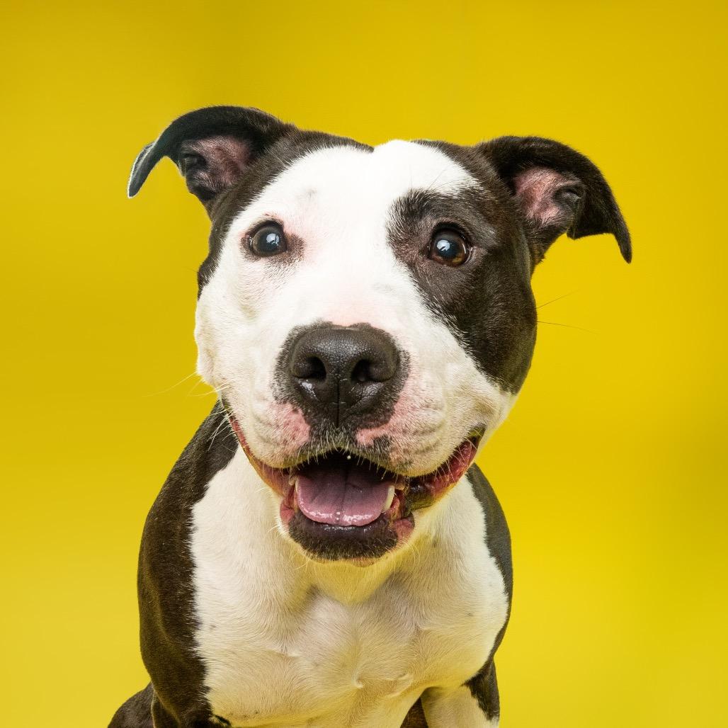 Enlarge Holly (fka Daria), a Adoptable Pit Bull Terrier in Washington, DC image 1/6