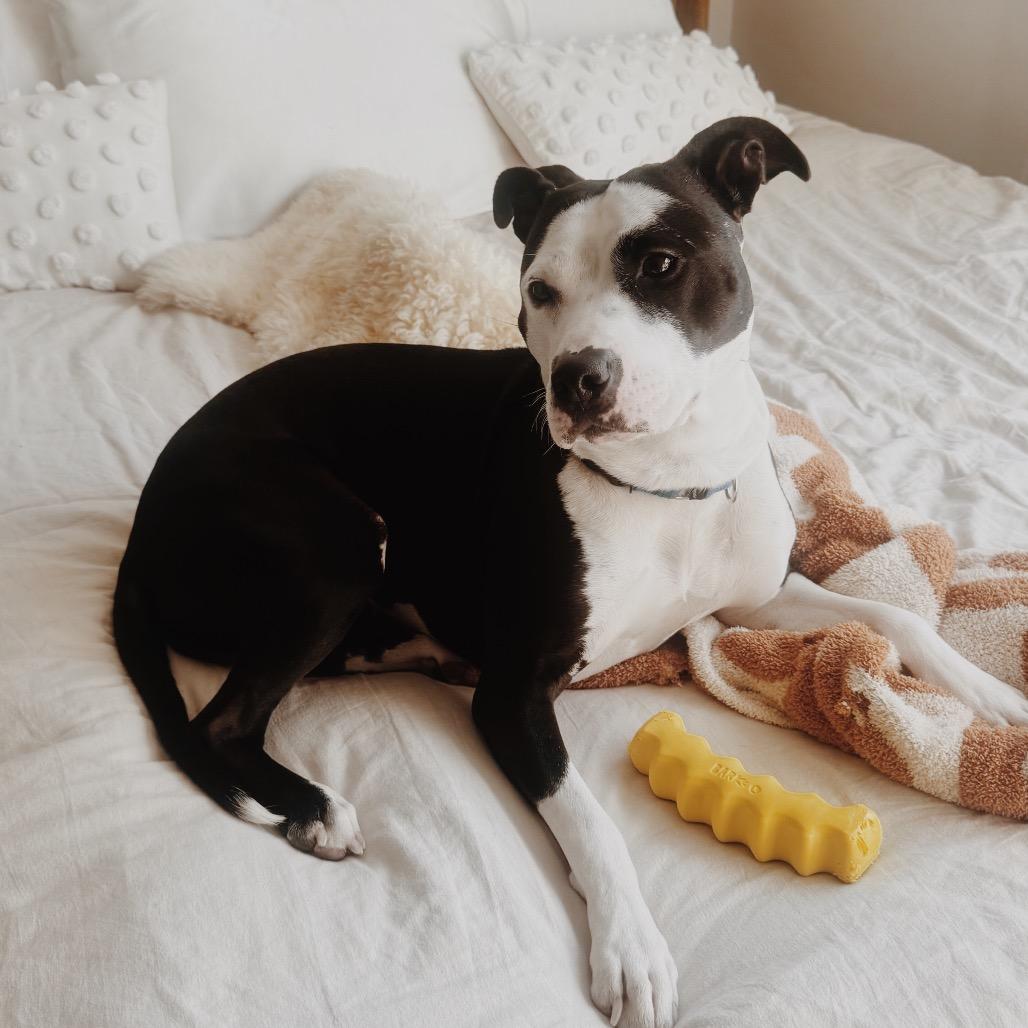 Enlarge Holly (fka Daria), a Adoptable Pit Bull Terrier in Washington, DC image 2/6