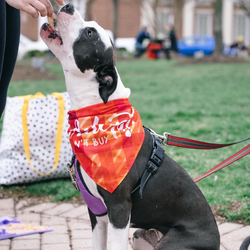 Enlarge Holly (fka Daria), a Adoptable Pit Bull Terrier in Washington, DC image 4/6