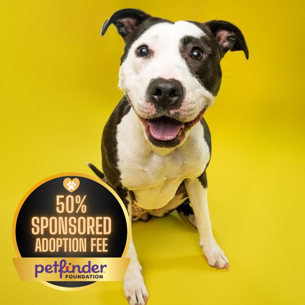 Holly (fka Daria), a Adoptable Pit Bull Terrier in Washington, DC image 2/6