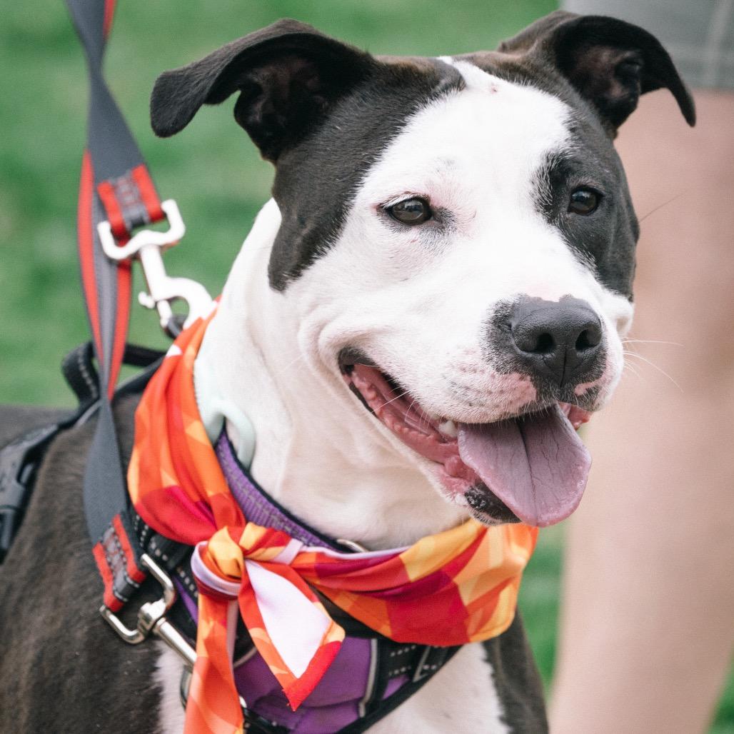 Enlarge Holly (fka Daria), a Adoptable Pit Bull Terrier in Washington, DC image 6/6