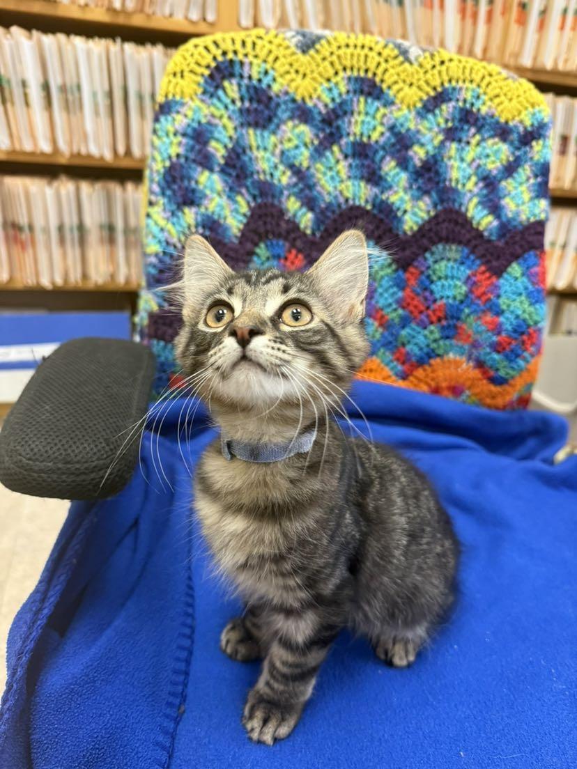 Enlarge Billie, a ADOPTABLE Domestic Medium Hair in Tucson, AZ image 2/3