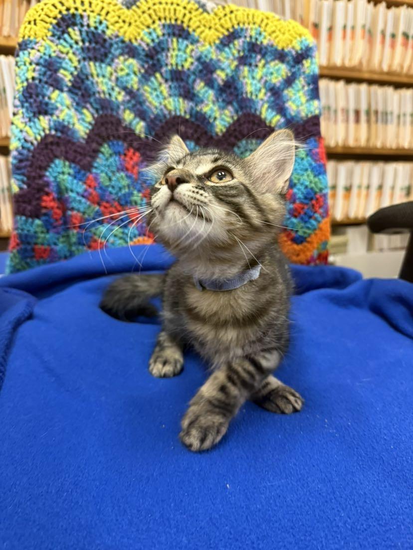 Billie, ADOPTABLE, Kitten Male Domestic Medium Hair.