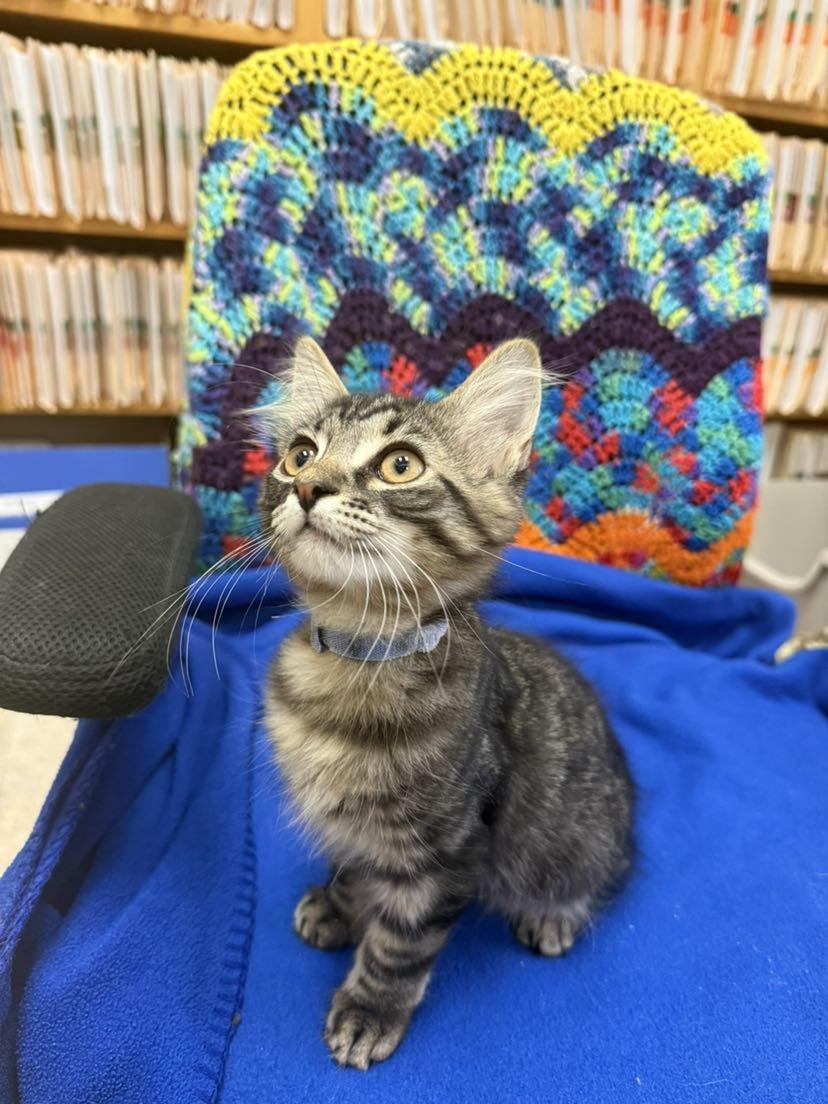 Enlarge Billie, a ADOPTABLE Domestic Medium Hair in Tucson, AZ image 3/3