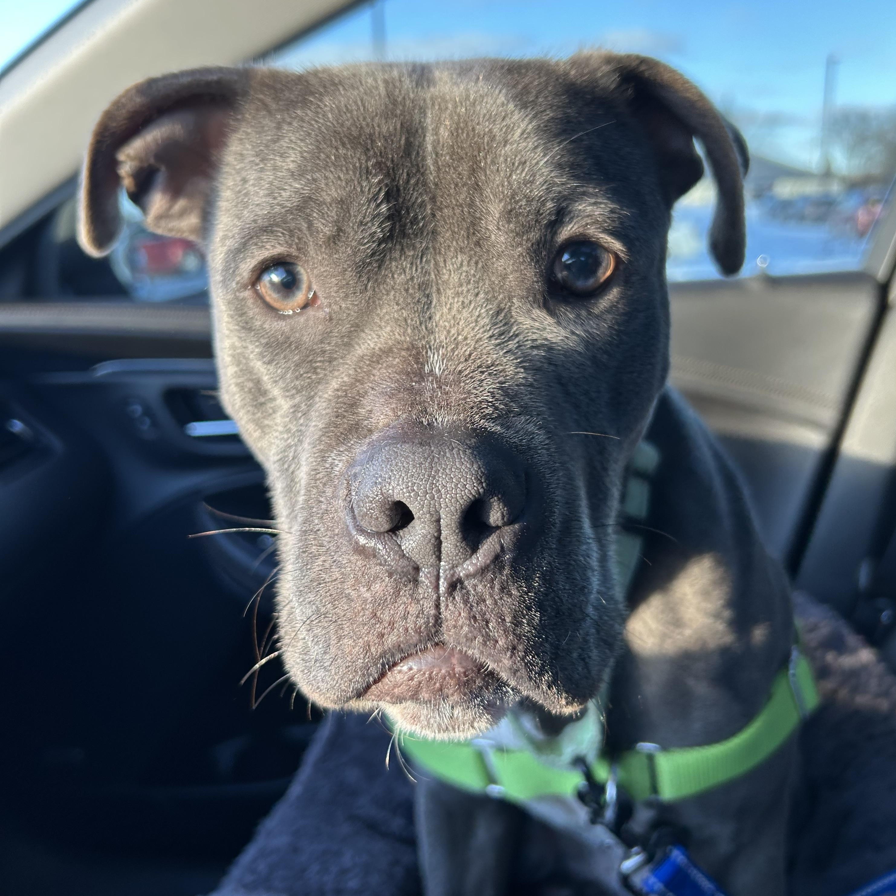 Enlarge Flipper, a Adoptable mixed breed in Mount Pleasant, MI image 3/6