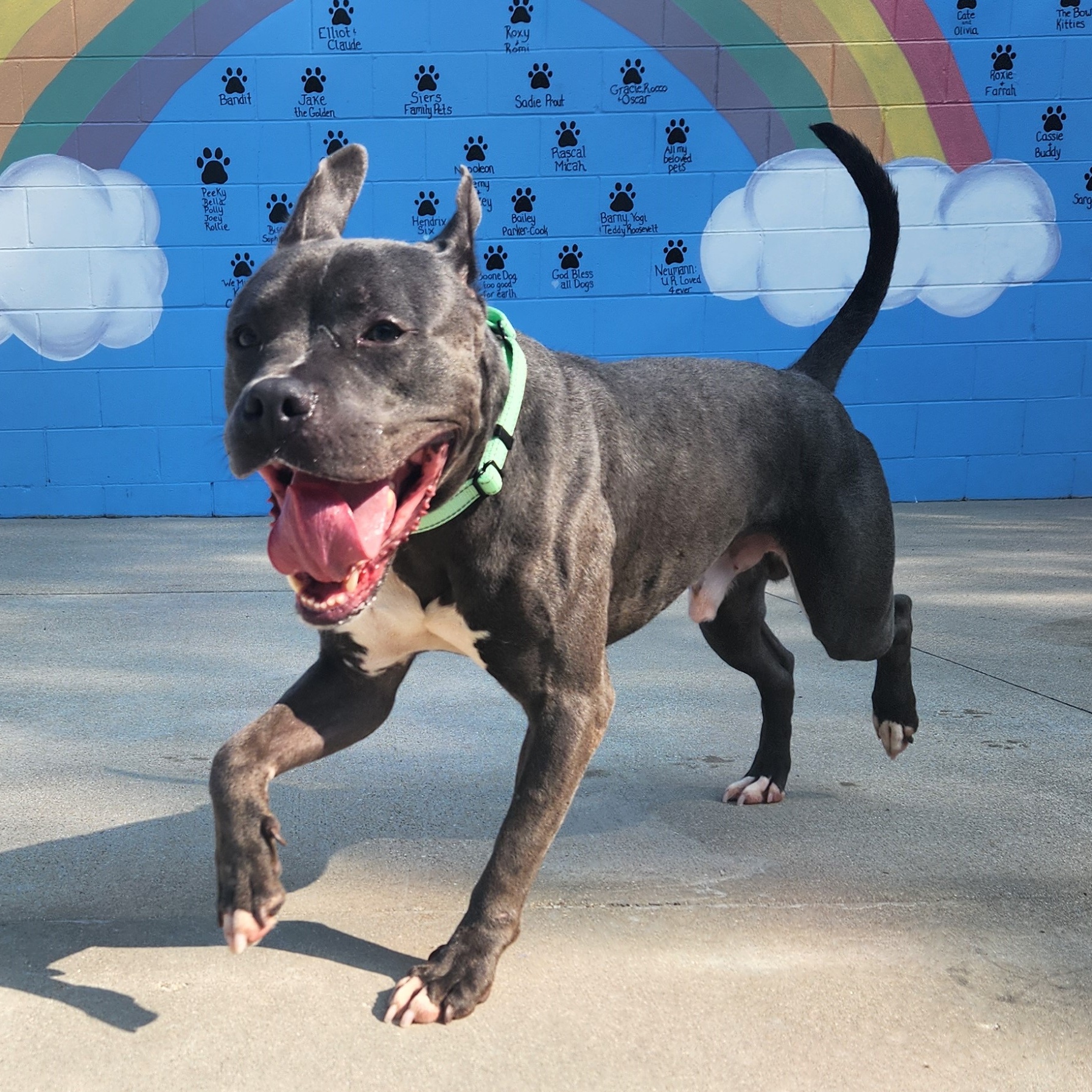 Flipper, Adoptable, Adult Male Pit Bull Terrier.
