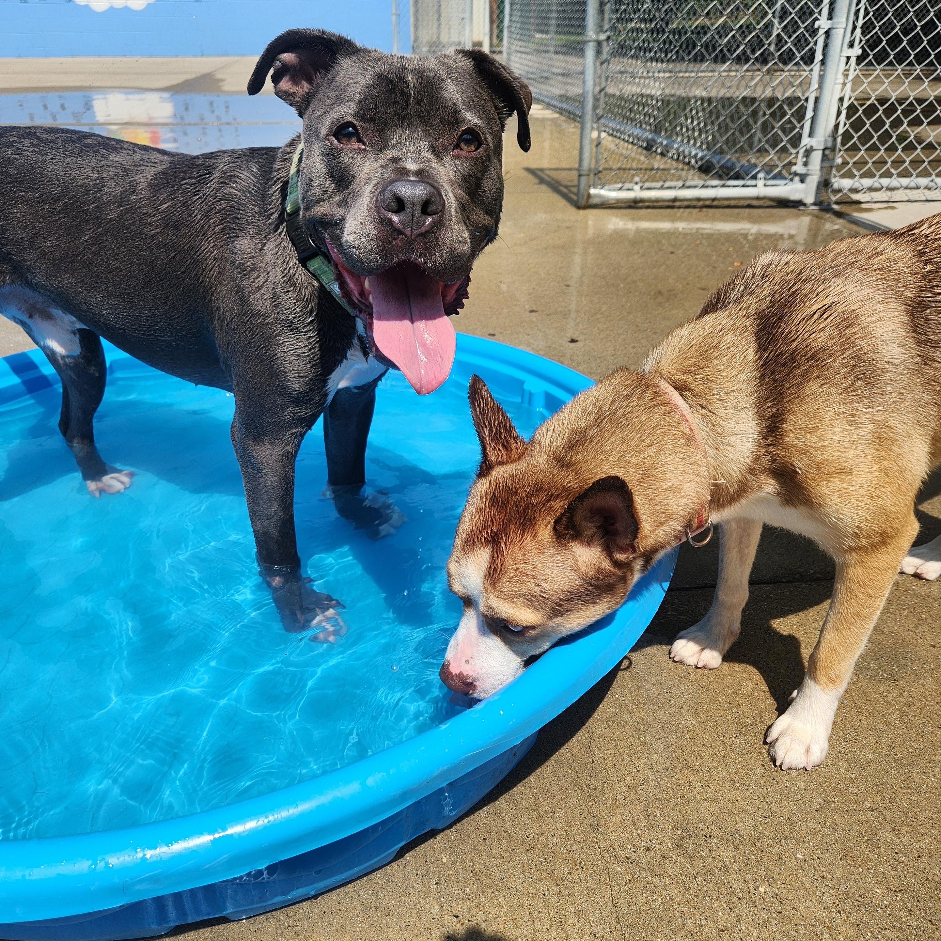 Flipper, an adoptable Pit Bull Terrier in Mount Pleasant, MI, 48858 | Photo Image 2