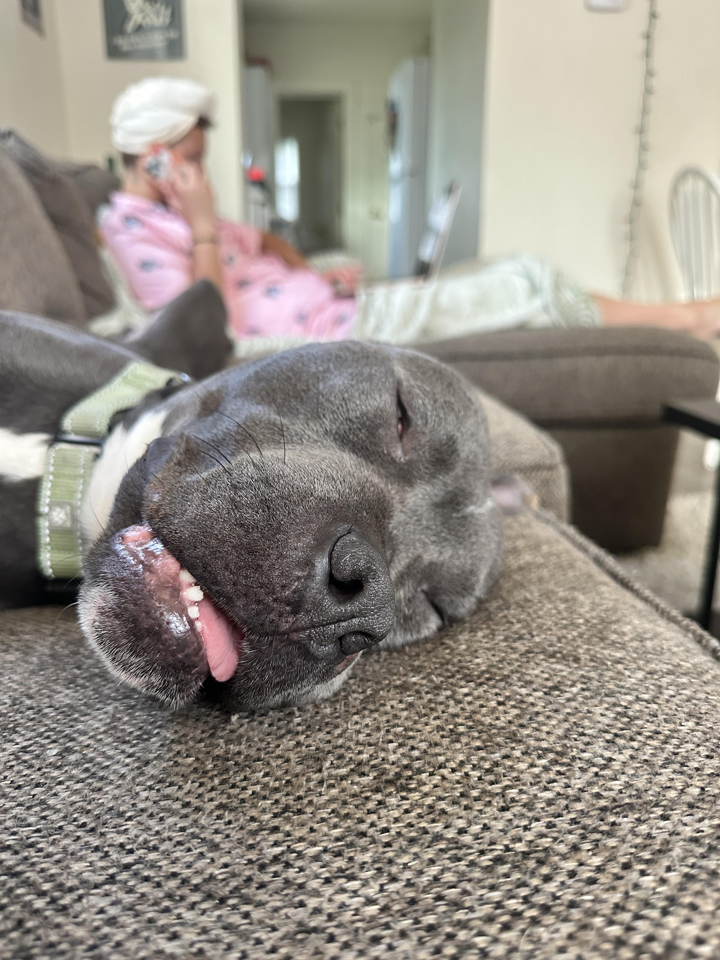 Enlarge Flipper, a Adoptable mixed breed in Mount Pleasant, MI image 6/6