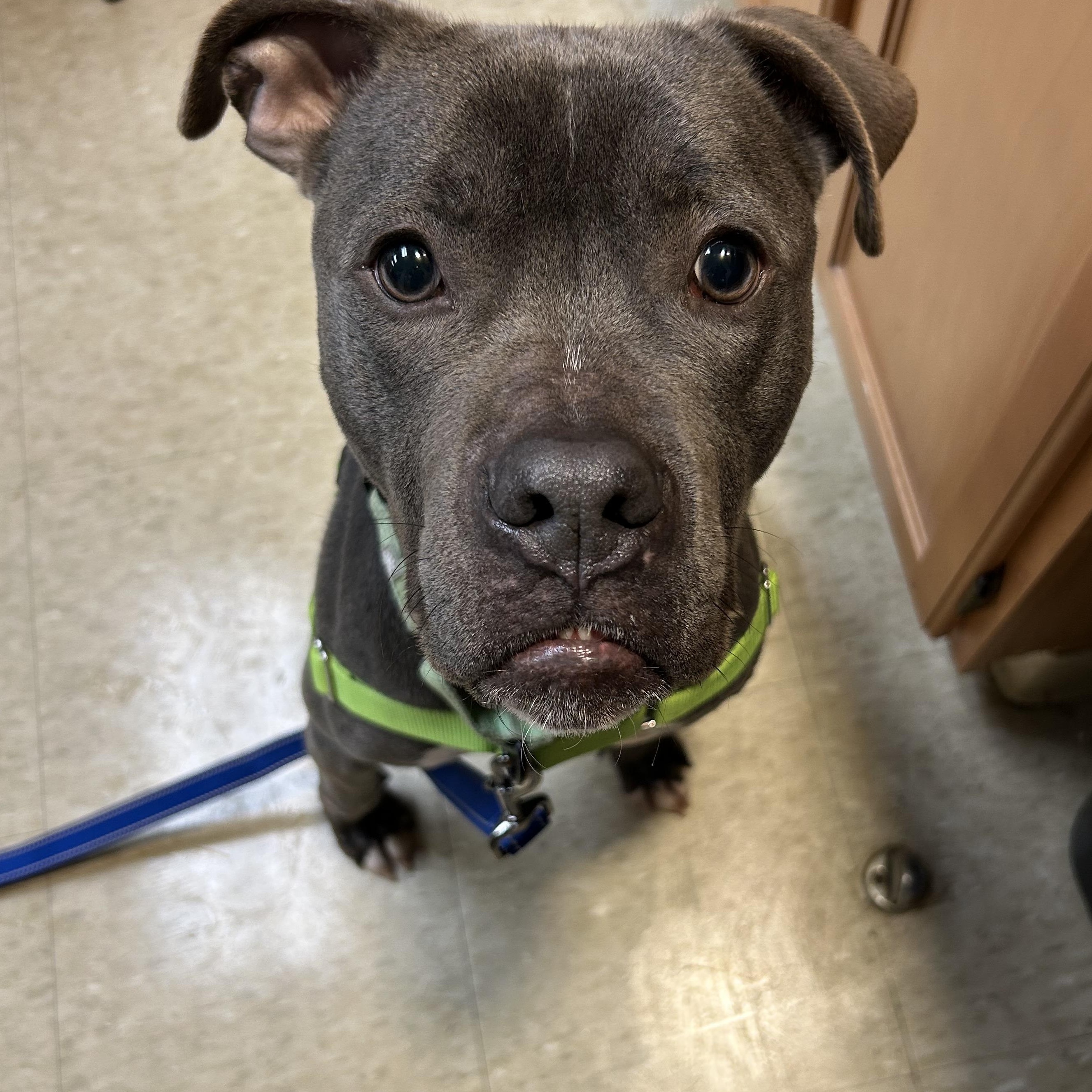 Enlarge Flipper, a Adoptable mixed breed in Mount Pleasant, MI image 4/6