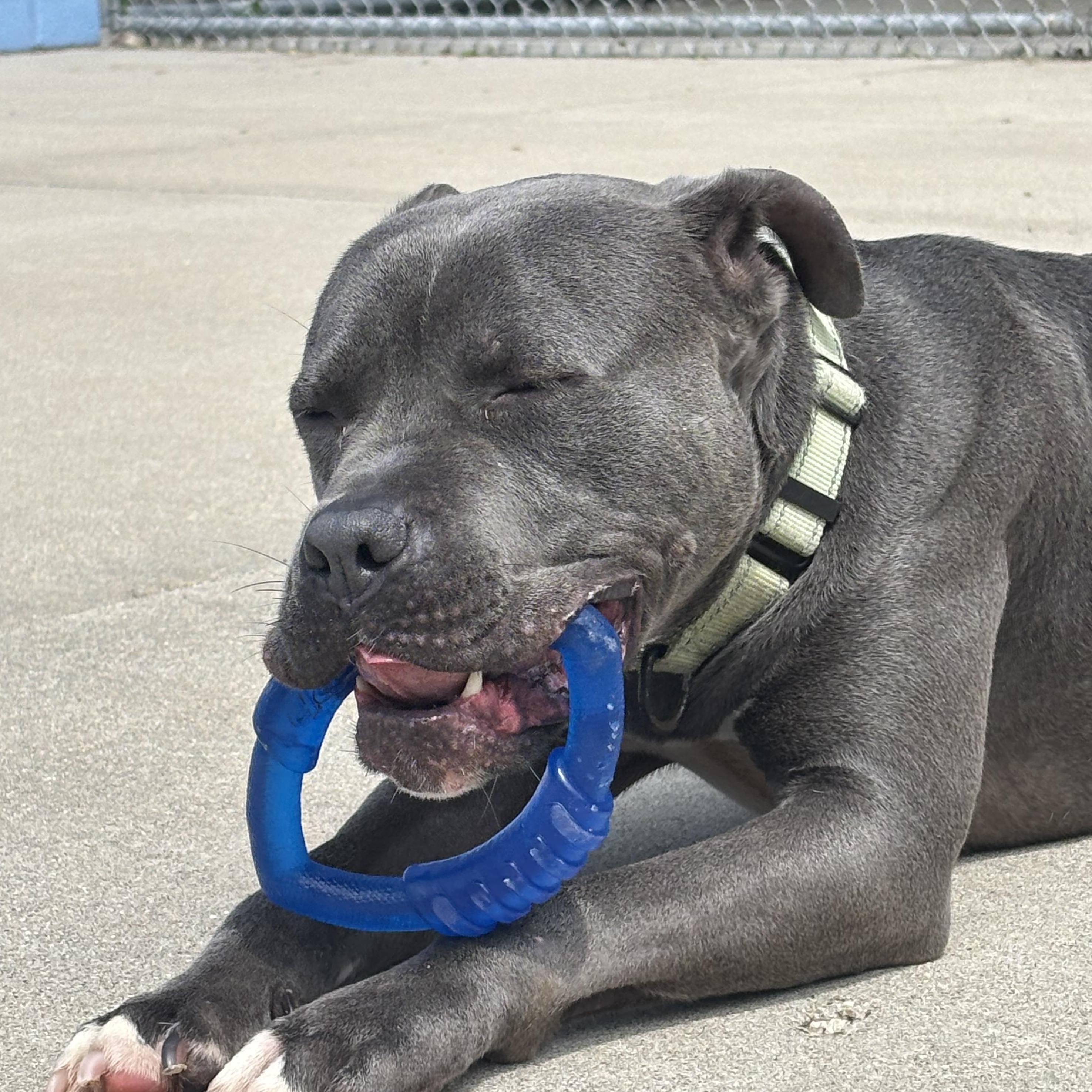 Enlarge Flipper, a Adoptable mixed breed in Mount Pleasant, MI image 5/6