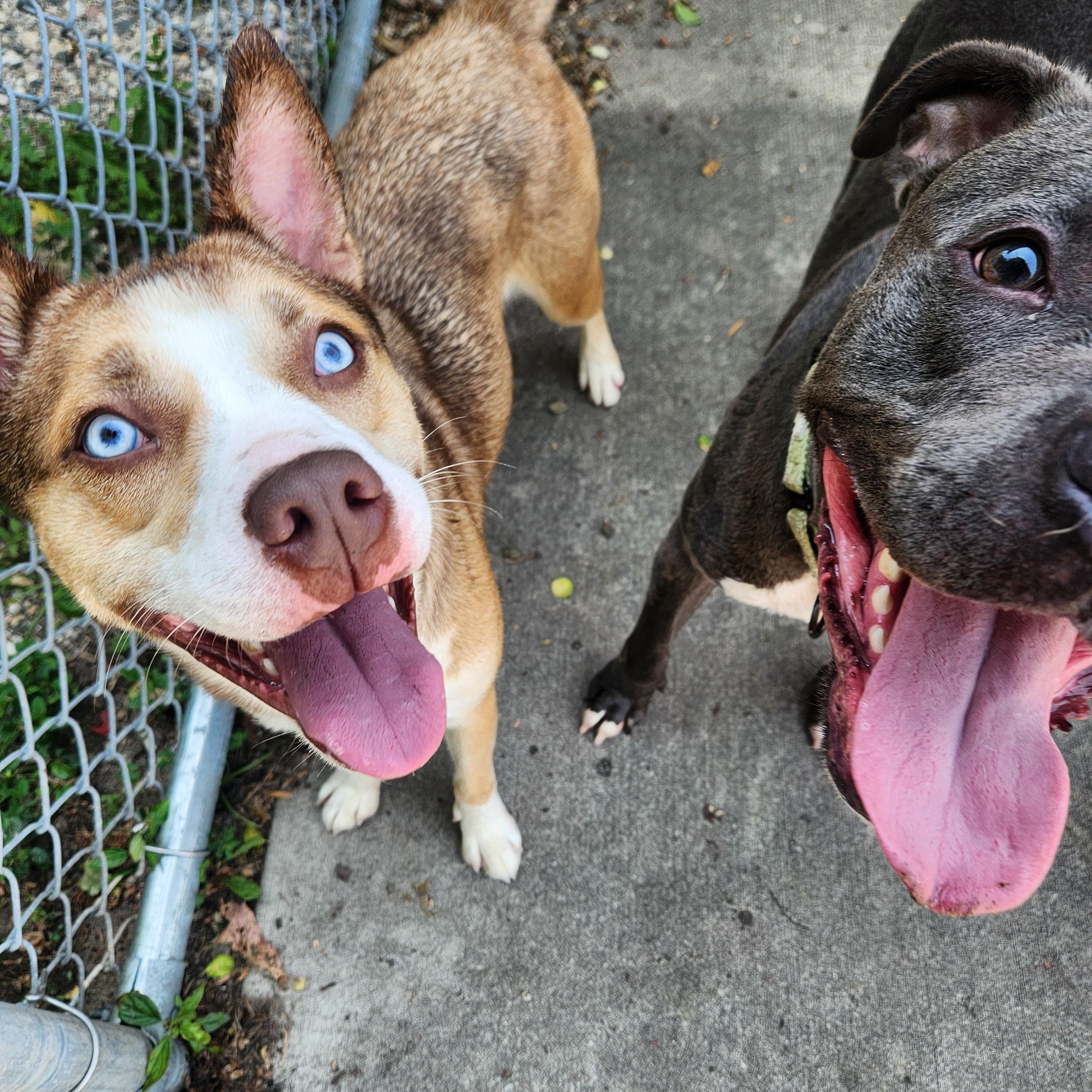 Flipper, an adoptable Pit Bull Terrier in Mount Pleasant, MI, 48858 | Photo Image 4