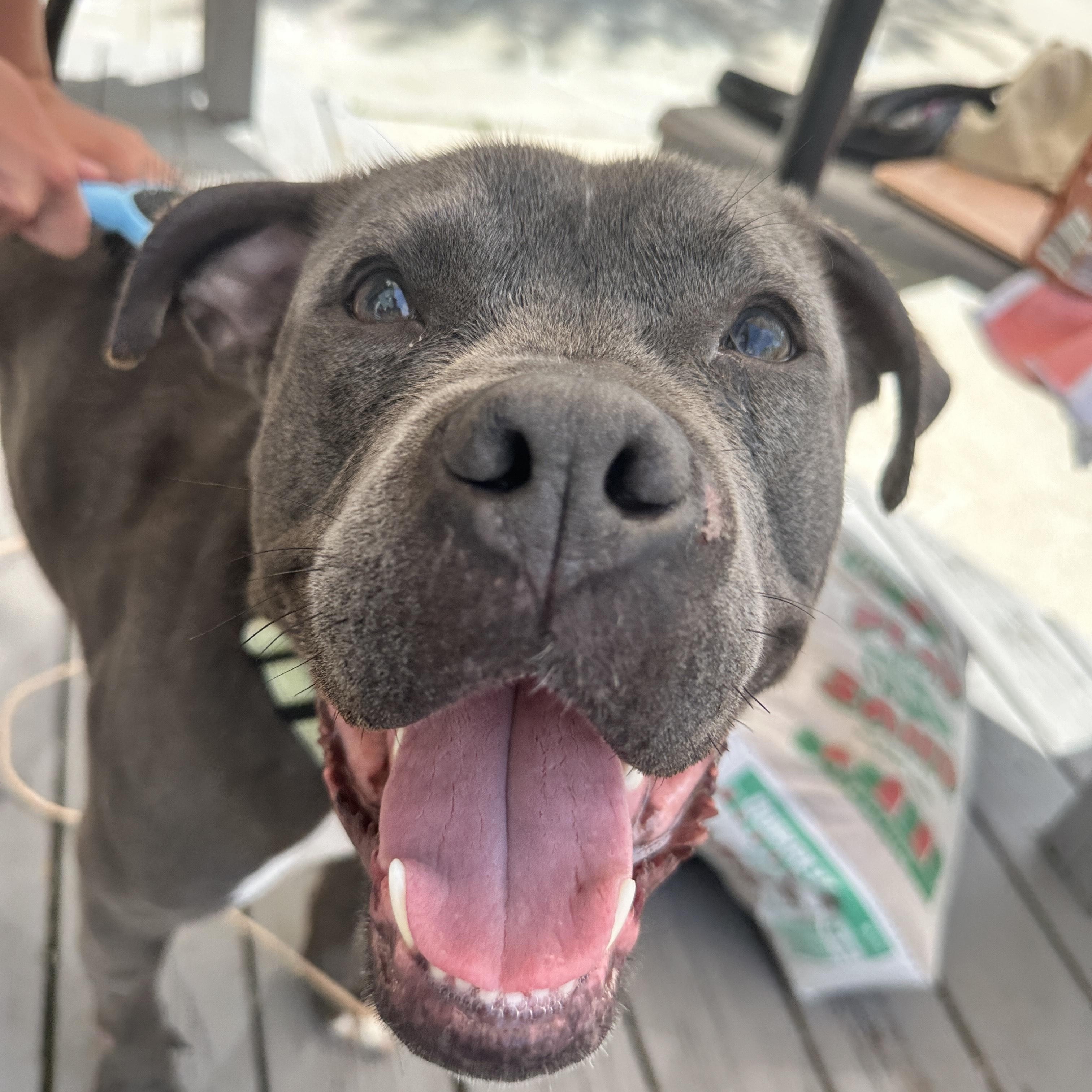 Flipper, an adoptable Pit Bull Terrier in Mount Pleasant, MI, 48858 | Photo Image 3