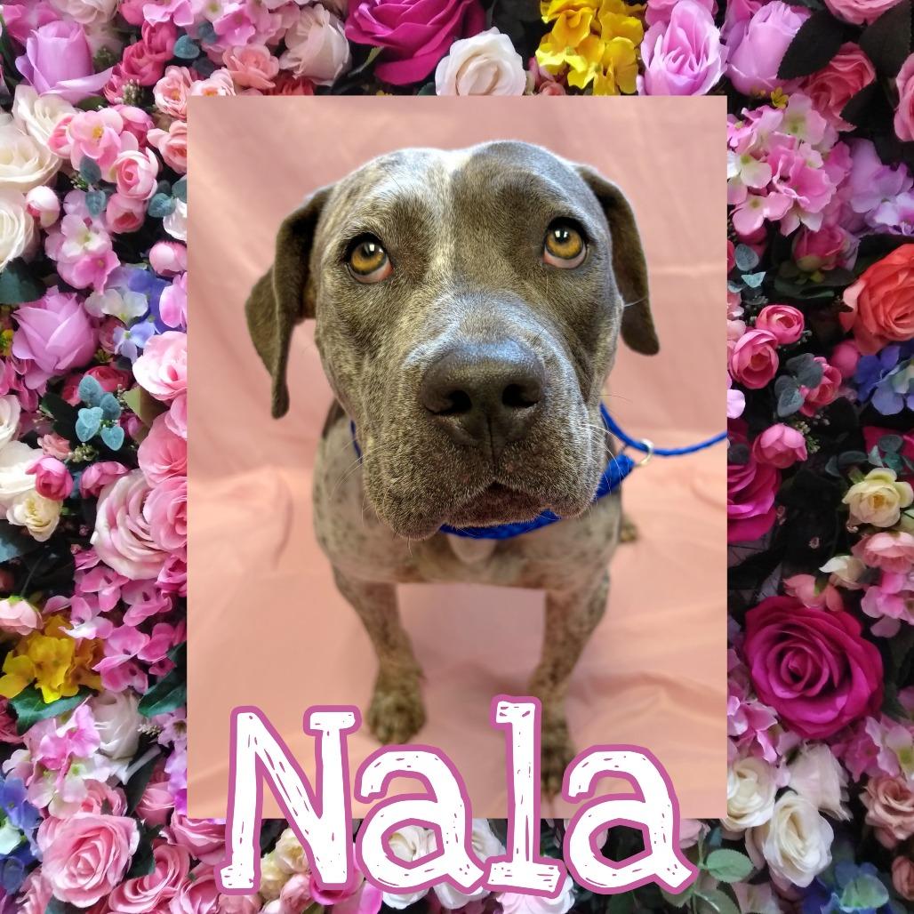 Enlarge Nala, a Adoptable mixed breed in Royse City, TX image 1/1