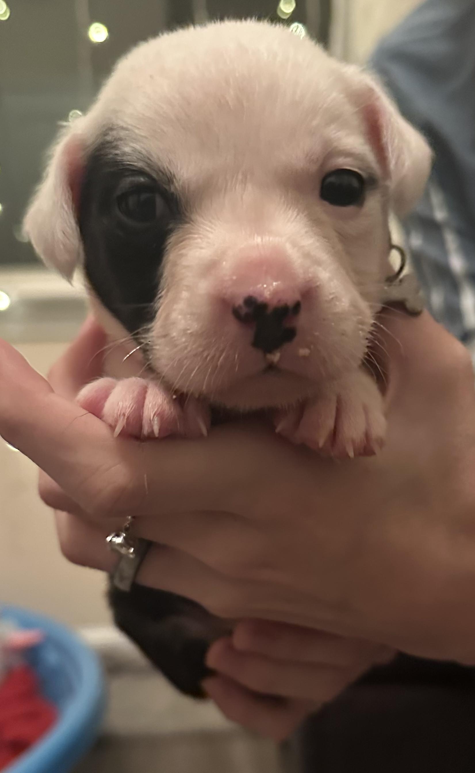 Rey, Baby Female Mixed Breed