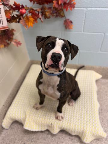 PAC MAN, Adoptable, Adult Male Pit Bull Terrier.