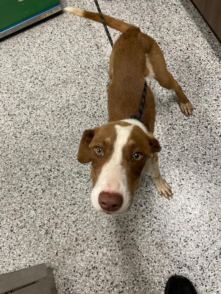 Scotch, Adoptable, Puppy Male Mixed Breed.