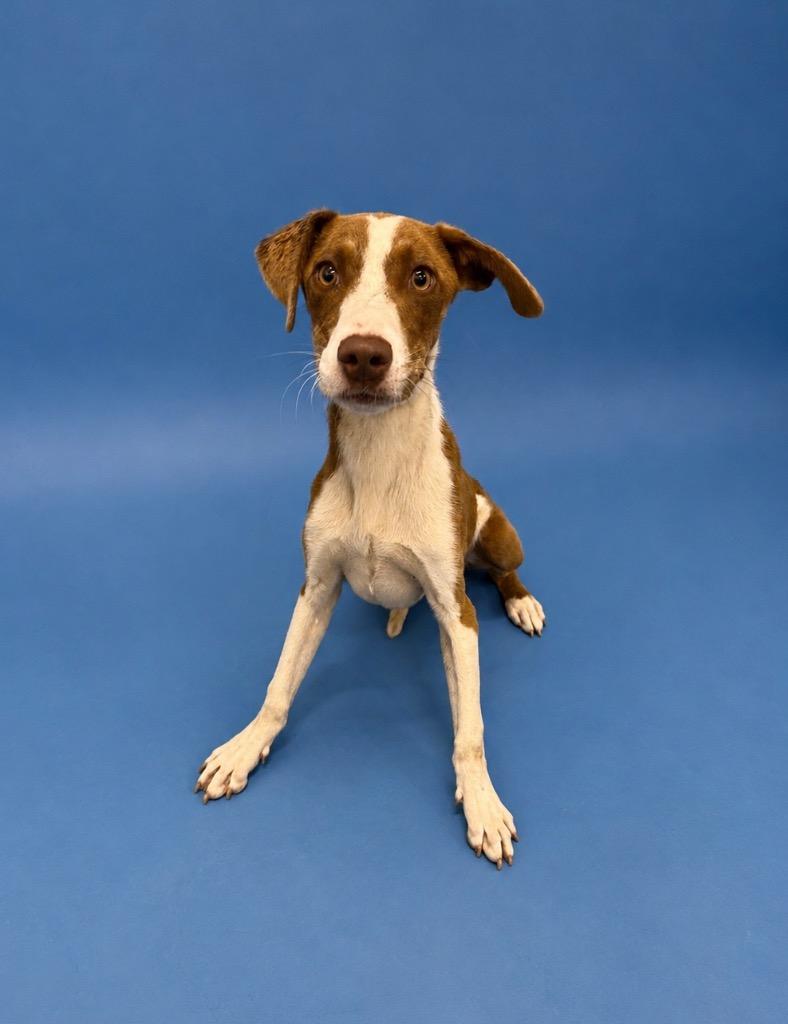 Enlarge Scotch, a Adoptable Mixed Breed in Clarksville, TN image 2/2