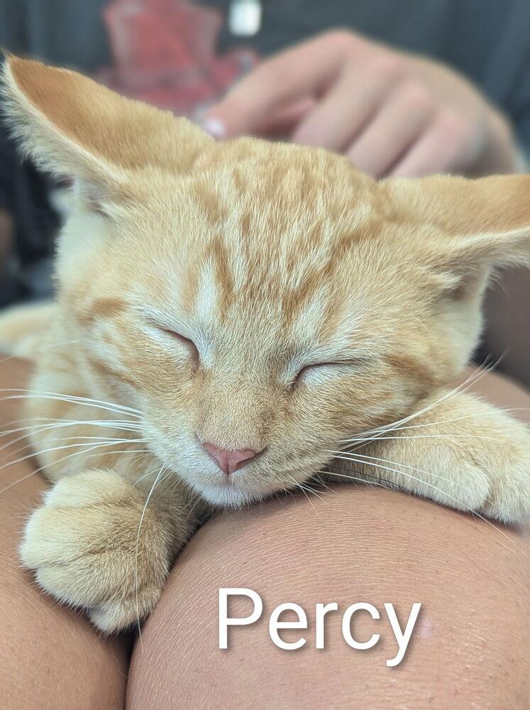 Percy, Adoptable, Kitten Male Domestic Short Hair.