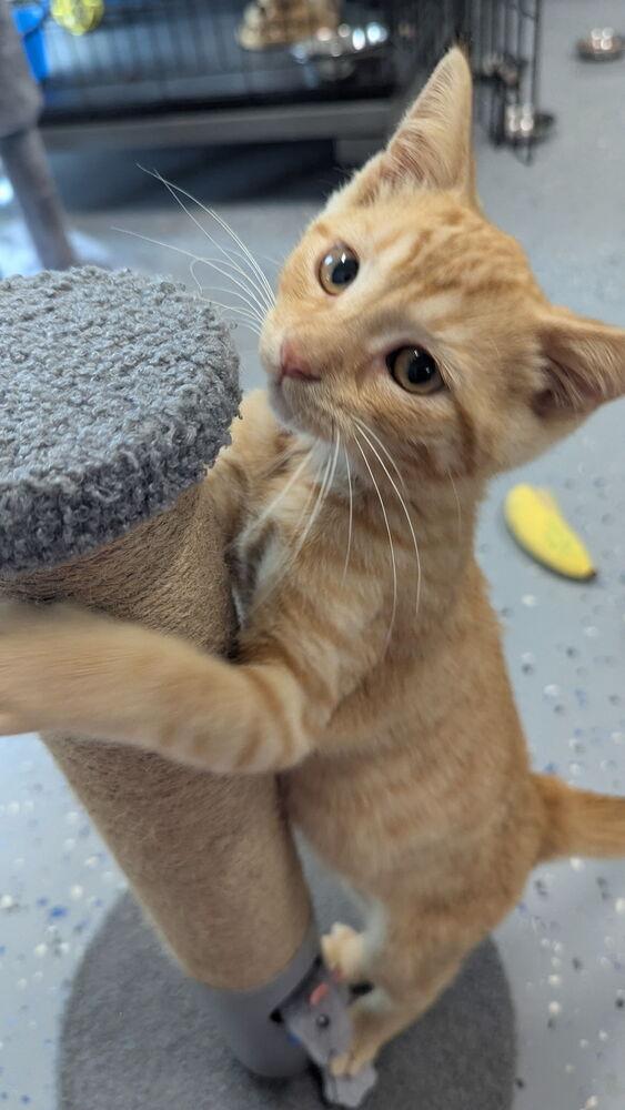 Enlarge Percy, a Adoptable Domestic Short Hair in Sparta, WI image 2/4