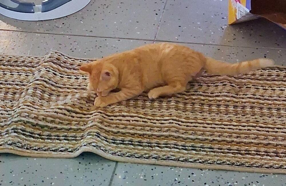 Enlarge Percy, a Adoptable Domestic Short Hair in Sparta, WI image 3/4