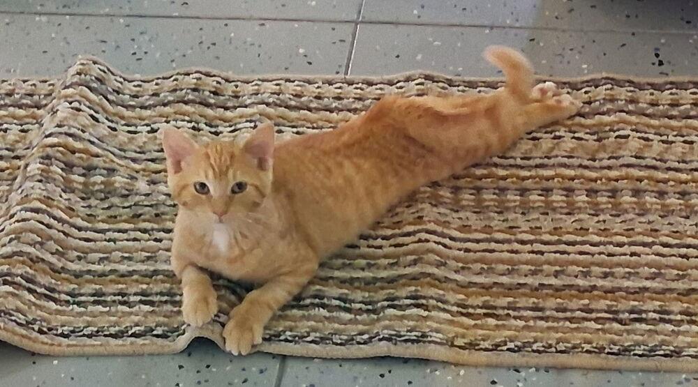 Enlarge Percy, a Adoptable Domestic Short Hair in Sparta, WI image 4/4