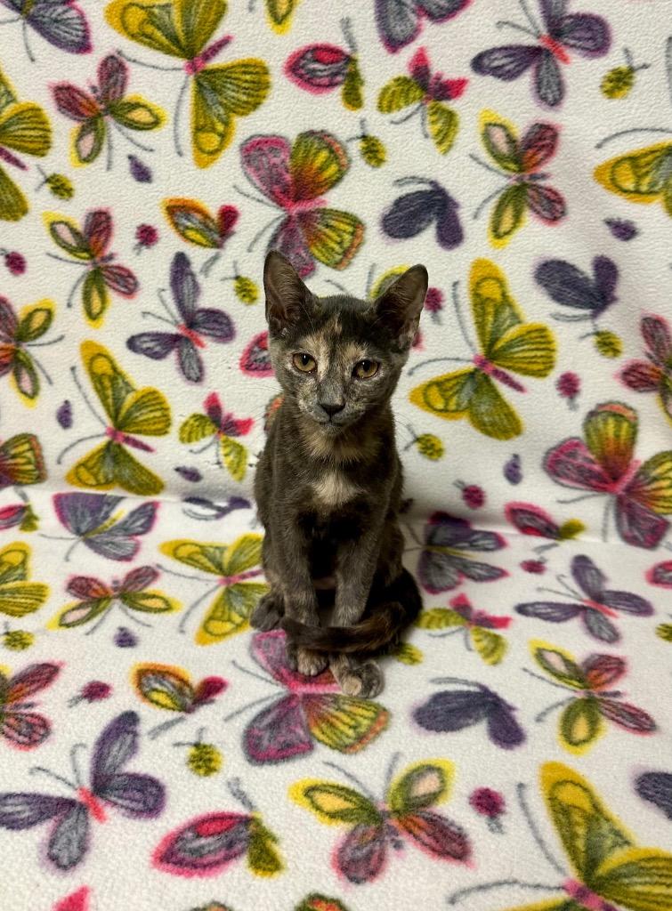 Pepper, Adoptable, Kitten Female Domestic Short Hair.