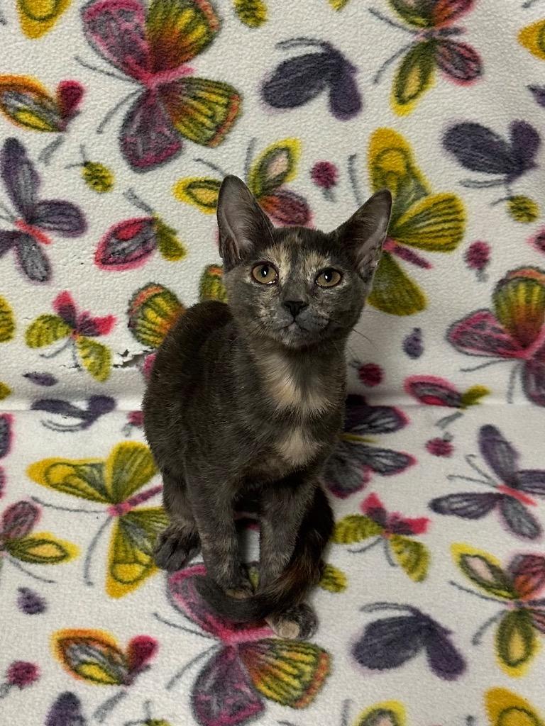 Pepper, a Adoptable mixed breed in Newberg, OR image 2/2