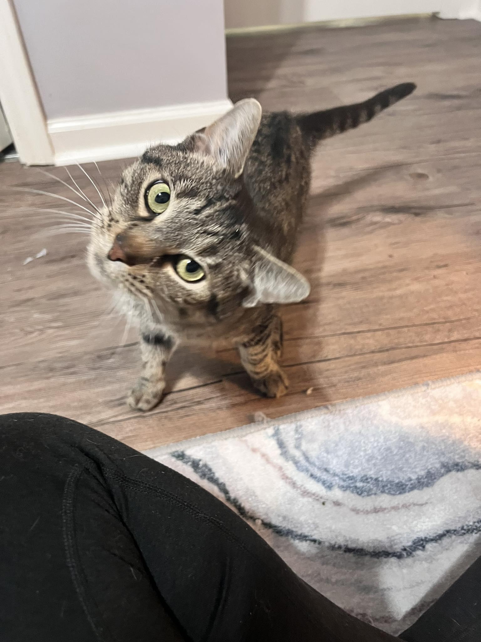 Nani, Adoptable, Adult Female Domestic Short Hair.