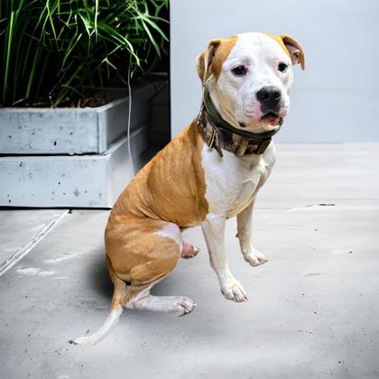 Owen, Adoptable, Adult Male American Bulldog & Terrier.