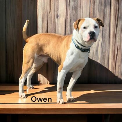 Owen, Adoptable, Adult Male American Bulldog & Terrier.