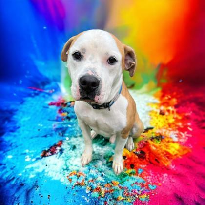 Owen, Adoptable, Adult Male American Bulldog & Terrier.