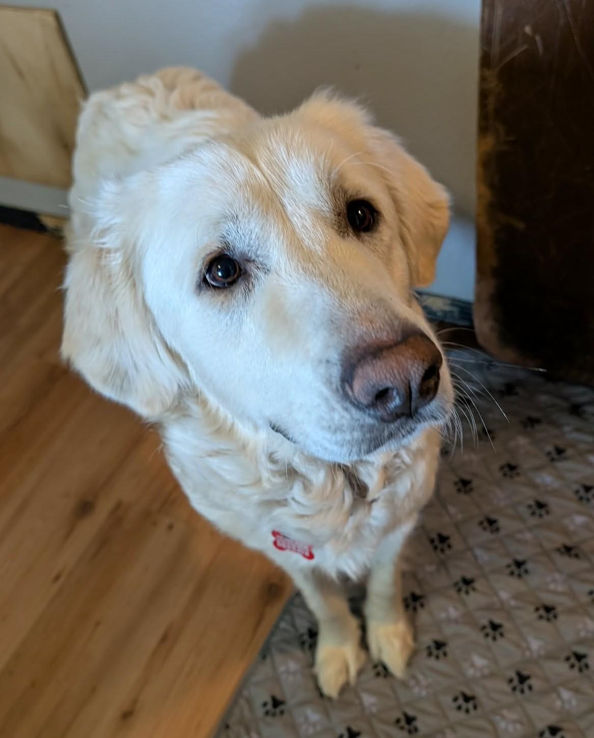 Supernova, a ADOPTABLE Great Pyrenees in Kiowa, OK image 4/6