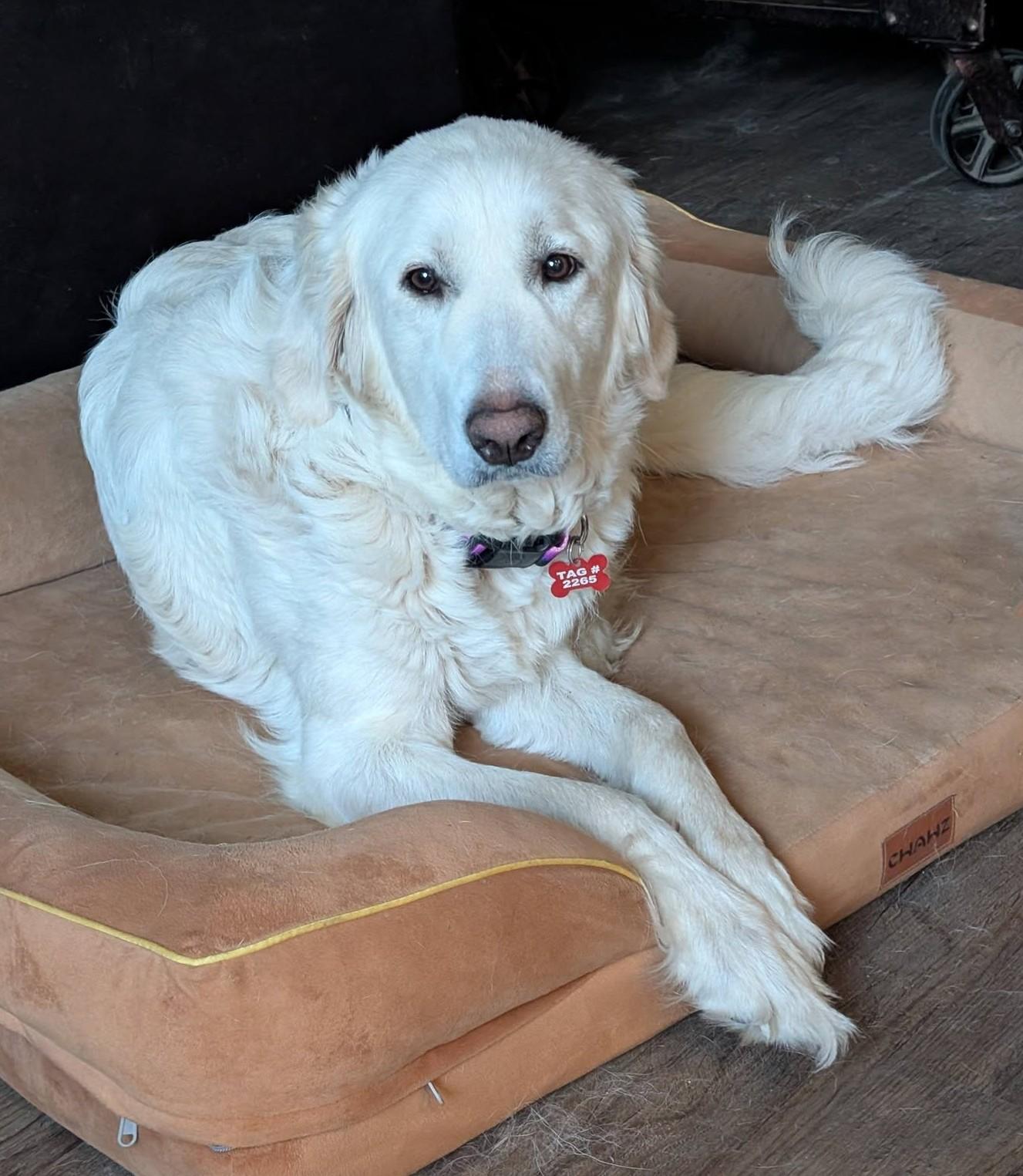 Supernova, ADOPTABLE, Adult Female Great Pyrenees.