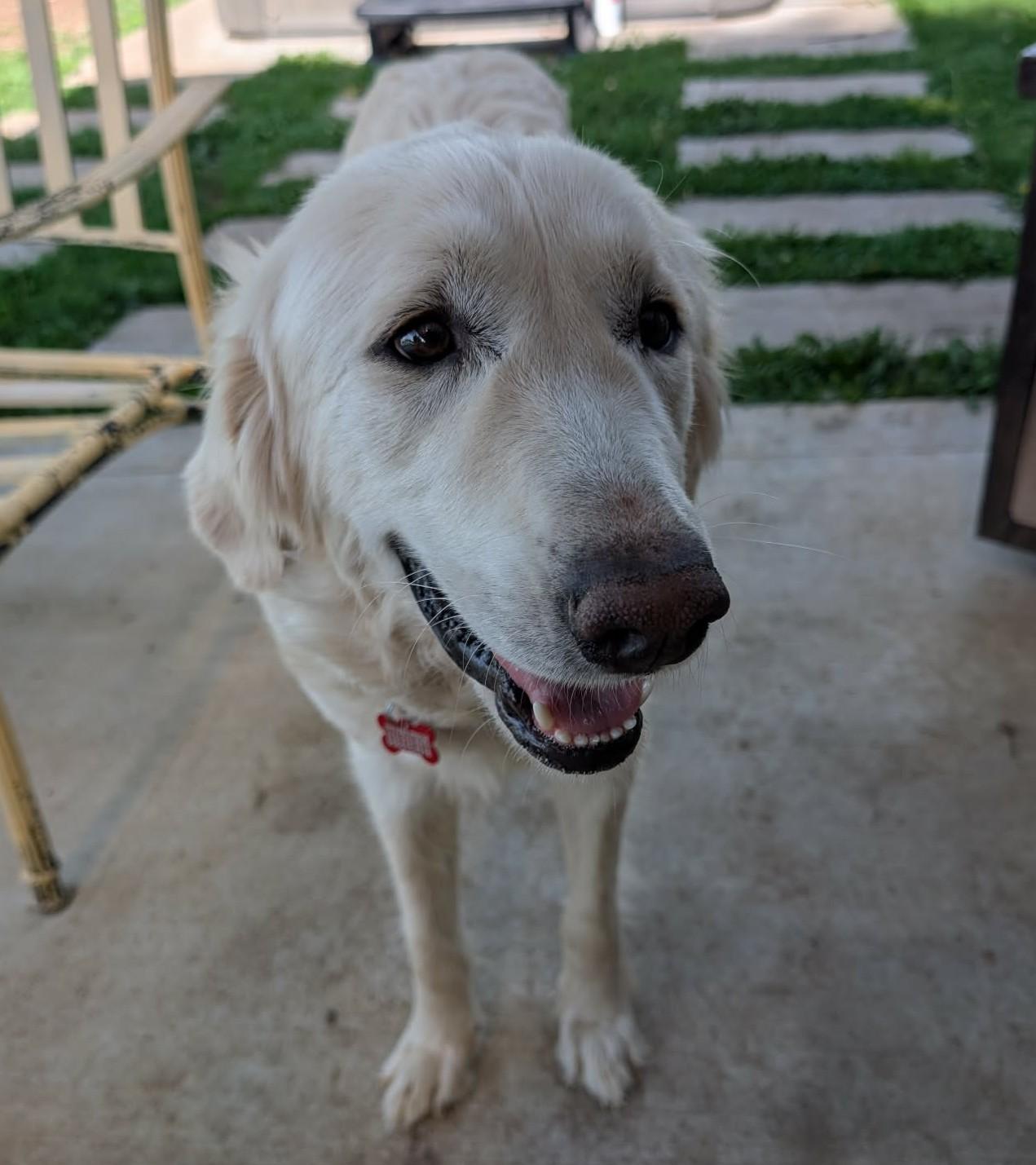Supernova, a ADOPTABLE Great Pyrenees in Kiowa, OK image 2/6
