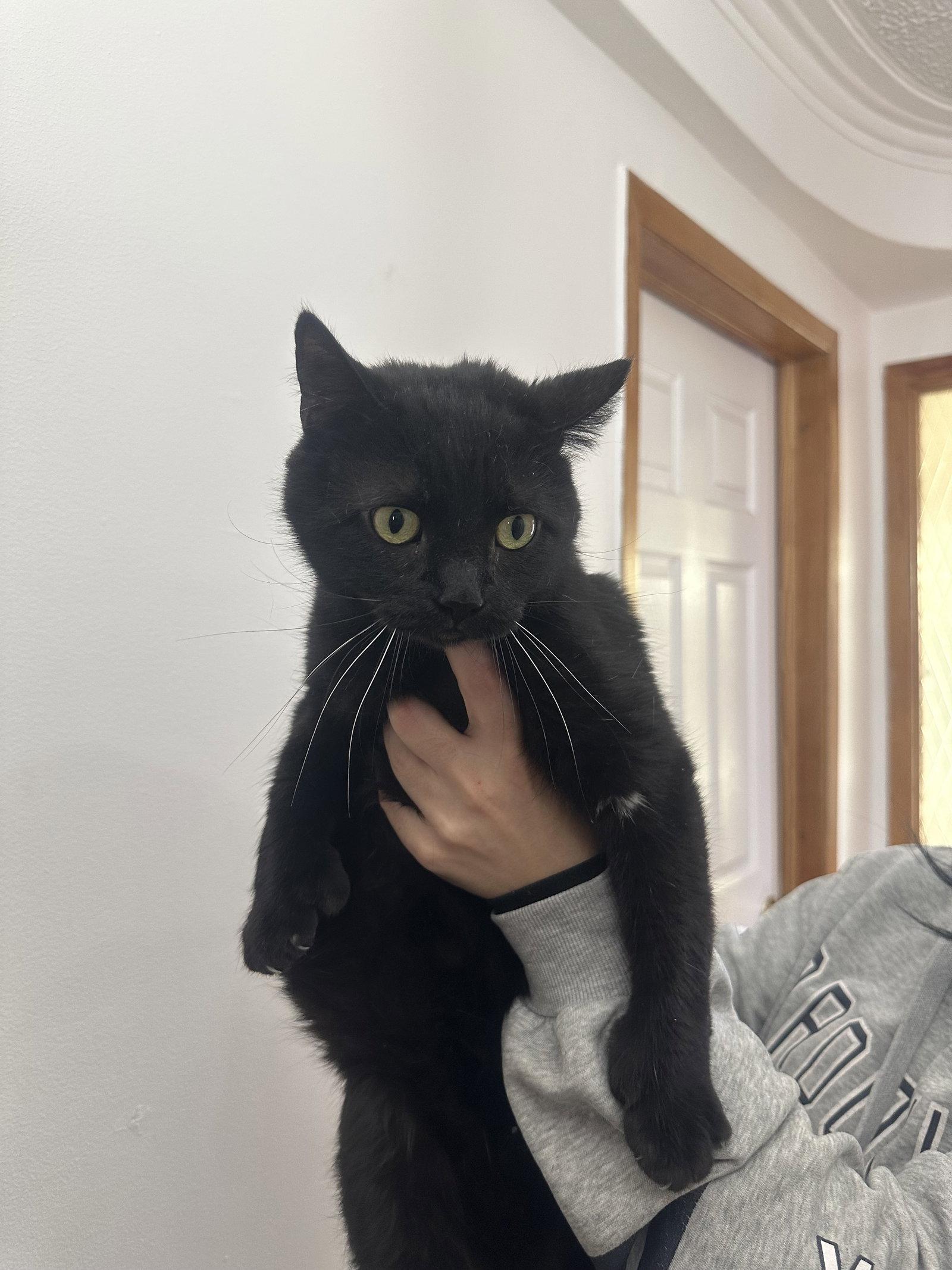 DUO M/F SIMBA & ZARA, Adoptable, Adult Female Domestic Medium Hair.