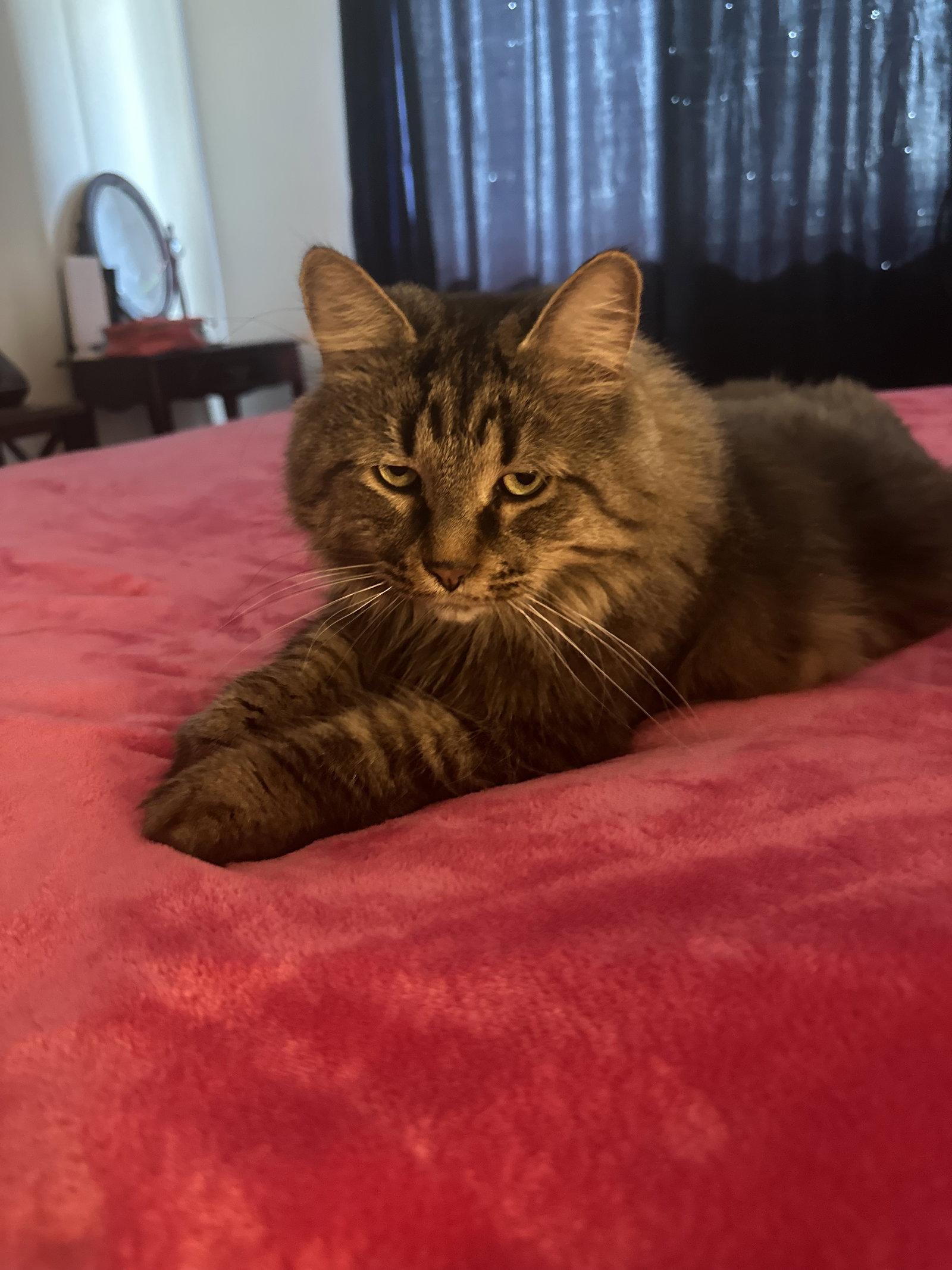 Enlarge DUO M/F SIMBA & ZARA, a Adoptable Domestic Medium Hair in Montreal, QC image 2/2
