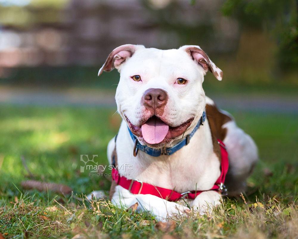 Mikey, Adoptable, Adult Male American Bulldog & American Staffordshire Terrier.