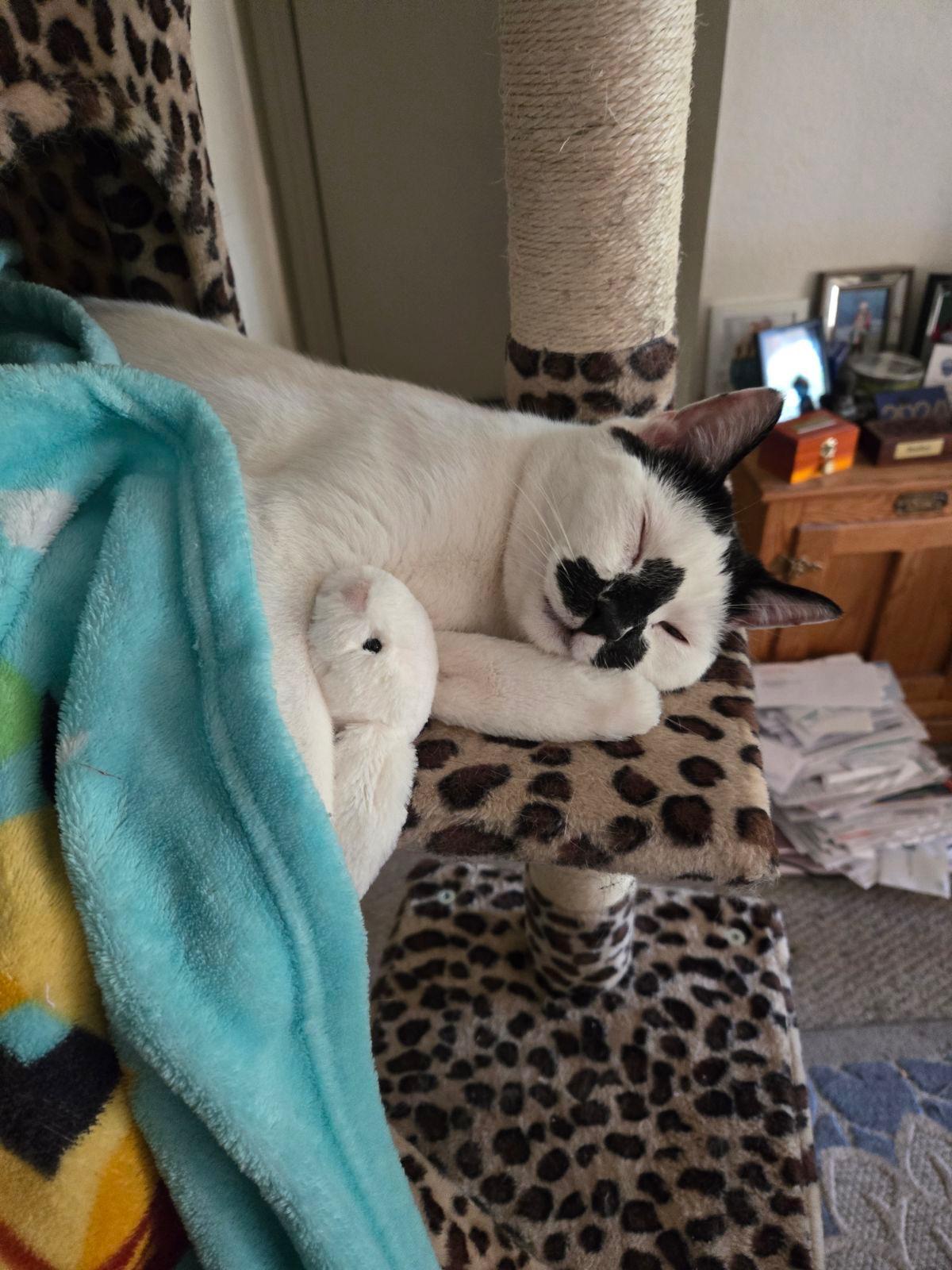 Enlarge Austin, a Adoptable Domestic Short Hair in Riverside, CA image 2/3